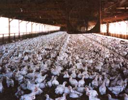 These "free-range" chickens might not be quite the happy, wandering fowl you'd imagined.